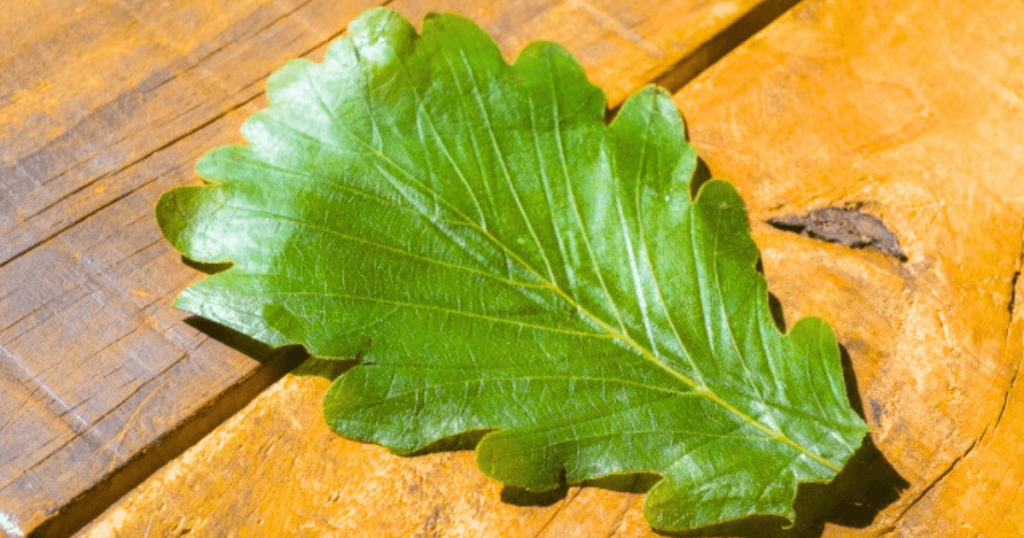 kashiwa-leaf
