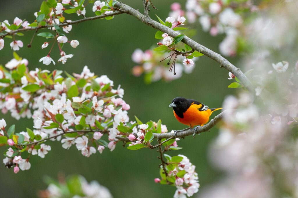 花鳥文-鳥と花