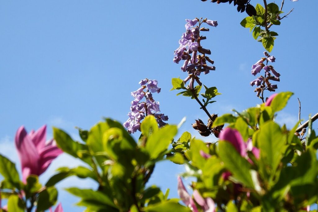 桐の木と花